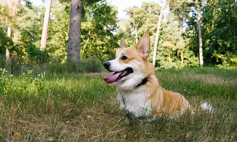 A corgi in a field A corgi in a field